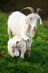 Goats are one of the oldest domesticated species of animal