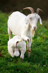 Obraz premium Goats are one of the oldest domesticated species of animal
