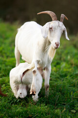 A goat kid is suckled by its mother