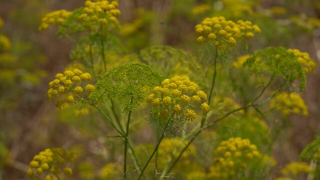 Yellow wild flowers in Galilee, Israel