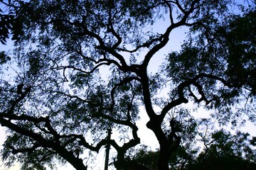 Dead tree branches, Dry Tree and Dry branch, Sunset in the Evening