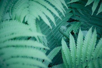 green fern leaves. Blue green blurry background of fern plants in rainforest