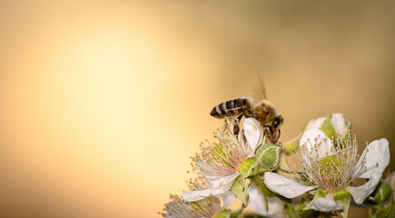  Biene sammelt Nektar  