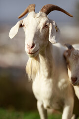 Most goats naturally have two horns and a beard