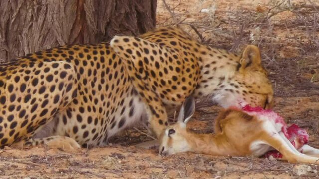 A Hungry African Cheetah Greedily Devours Fresh Kill Beside Trees In  Kalahari Desert, South Africa - Close Up Shot- Close Up Shot