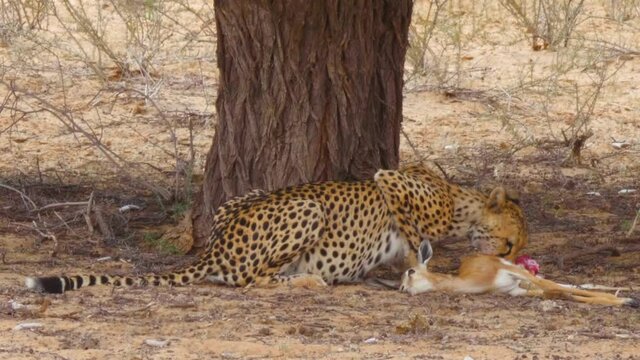 A Hungry African Cheetah Ripping A Fresh Kill Apart Greedily Feeding In Kalahari Desert, South Africa - Close Up Shot