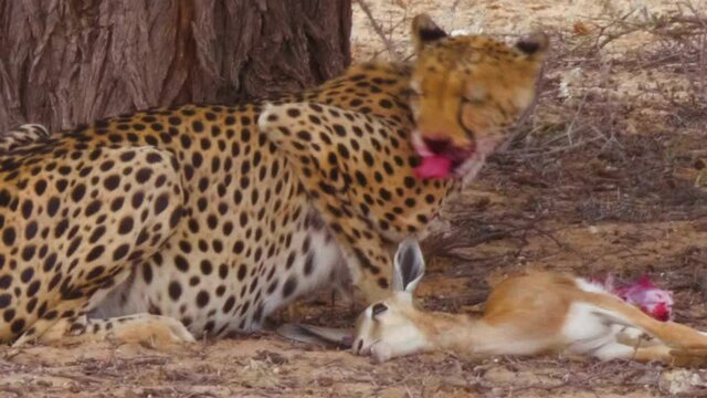 A Hungry African Cheetah Eating A Fresh Springbok Calf And Looking Around In Botswana - Close Up Shot