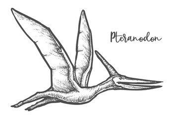 Pteranodon dinosaur sketch vector illustration or tatoo © Elegant Solution
