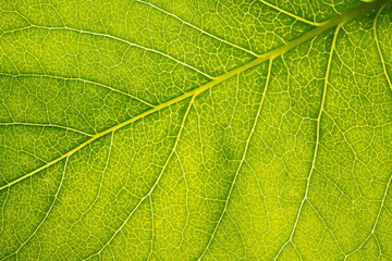 Organic ecology pattern. Macro leaf background