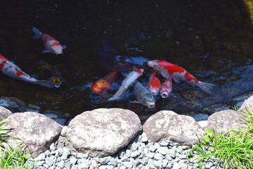 Obraz premium 池で泳ぐニシキゴイ