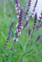 Salvia oak plant ornamental plant in the flowerbed, macro photo. selective focus. blurred background.