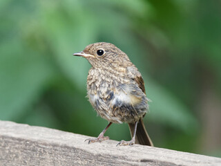 A juvenile robin (Erithacus rubecula) sat on a fence at Daisy Nook Country Park, Oldham surrounded by green leaves 