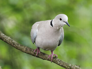 A collared dove (Streptopelia decaocto) sits on a branch of a tree at Daisy Nook country Park, Oldham surrounded by green leaves