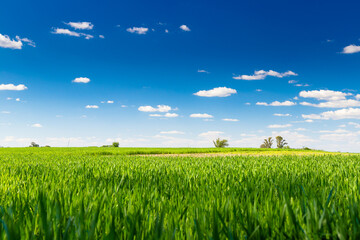 Countryside landscape. Field of wheat. Rural farm land in a sunny day. Growing wheat is still green. The sky is a clear and intense blue. 