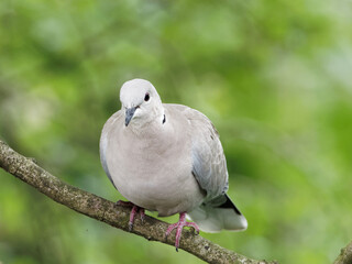 A collared dove (Streptopelia decaocto) sits on a branch of a tree at Daisy Nook country Park, Oldham surrounded by green leaves