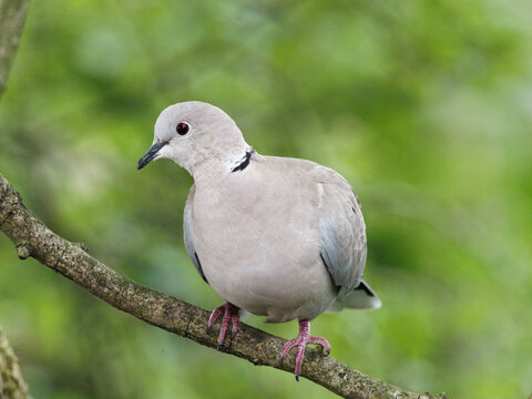 A collared dove (Streptopelia decaocto) sits on a branch of a tree at Daisy Nook country Park, Oldham surrounded by green leaves