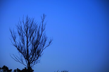 Dead tree branches, Dry Tree and Dry branch, Sunset in the Evening