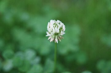 一輪のシロツメクサ