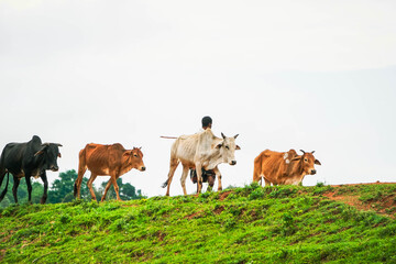 walking village cows at lambasing 