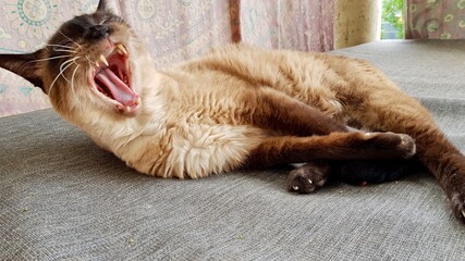 Siam Katze / Kater