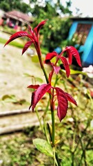Natural red new leaves of Roses