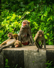 monkey family waiting for food at roadside