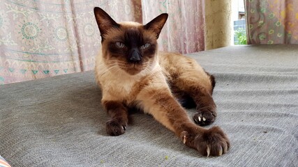 Siam Katze / Kater