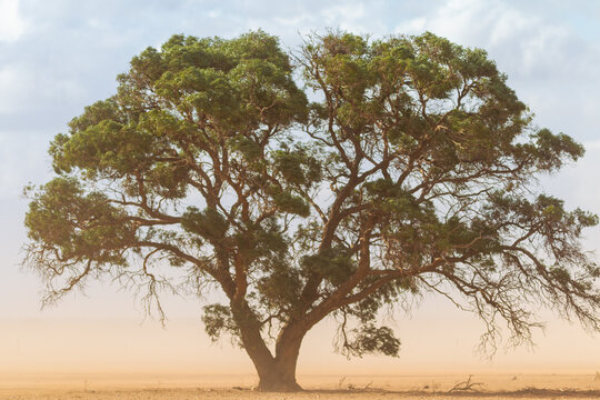 A single large tree  in a farm paddock with a passing dust storm in country south australia on 20th June 2020