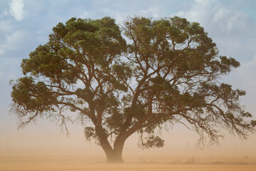 Fototapeta na wymiar A single large tree in a farm paddock with a passing dust storm in country south australia on 20th June 2020