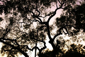 Dead tree branches, Dry Tree and Dry branch, Sunset in the Evening