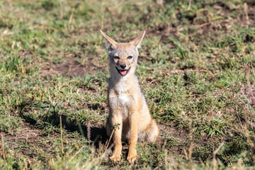 Black-backed jackal pup sitting in the Masai Mara, Kenya