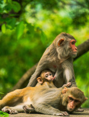 monkey family waiting for food at roadside