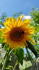 Große Sonnenblume mit Hummel