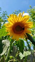 Große Sonnenblume mit Hummel