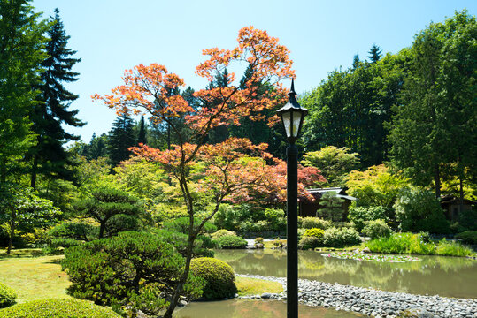 Japanese Garden at Washington Park Arboretum, Seattle, Washington State, United States