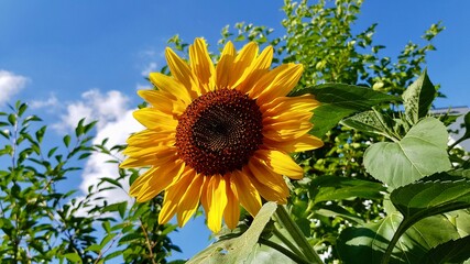 Sonnenblume 
