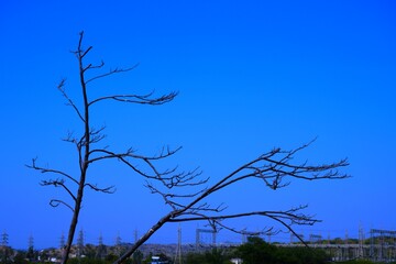 Dead tree branches, Dry Tree and Dry branch, Sunset in the Evening