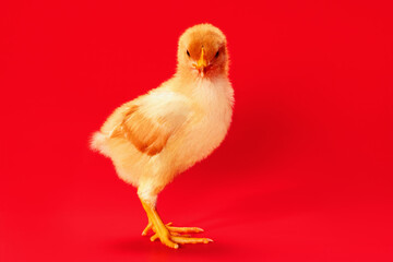 Cute little yellow chicken on a red background