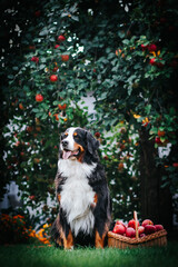 Bernese mountain dog posing with apples in green garden. Full basket of apples with dog.	