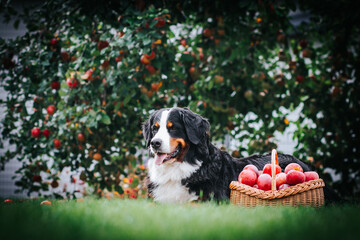 Bernese mountain dog posing with apples in green garden. Full basket of apples with dog.	
