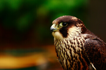 Falcon staring under light rain