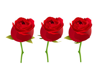 Three red rose petals that bloom beautifully