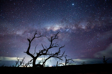 The beautiful milky way over dead trees in the river murray national park south australia on the...