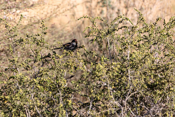 Small sparrow
