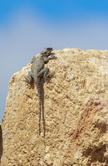 Giant stellio lizard on stone