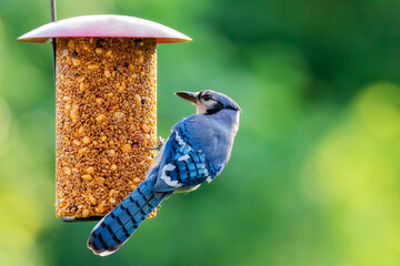 Blue Jay by a Bird Feeder
