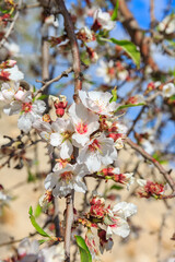 White almond  flowers on branch