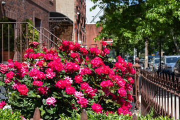 Fototapeta na wymiar Beautiful Pink Rose Bush during Spring in a Home Garden along the Sidewalk in Astoria Queens New York