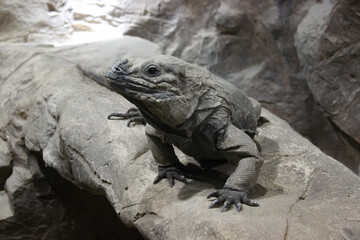 A Monitor Lizard Sits In A Cave On The Stones And Stares Intently At The Camera