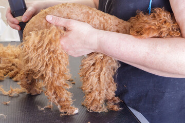 Chocolate toy poodle is nervous during haircuts